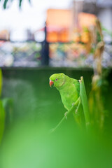 Female Rose Ringed Parakeet or Green Parrot feasting on a maize plant in the garden.