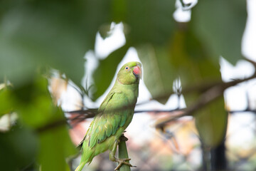 Female Rose Ringed Parakeet or Green Parrot feasting on a maize plant in the garden.