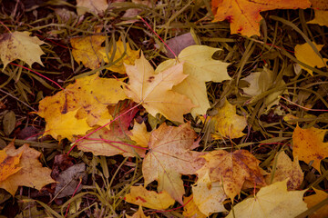 Autumn natural background. Fallen maple leaves. Golden autumn. Yellow-brown mix and texture.