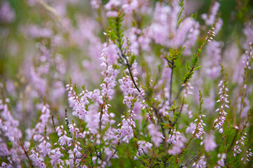Heather in the clearing