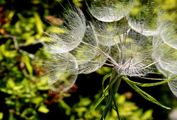 seeds of a plant called meadow goatbread growing on the side of the street in the city of Siemiatycze in Podlasie in Poland