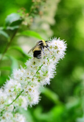 Bumblebee on an inflorescence of Spiraea Billardii  macro photography, selective focus, blurred background.