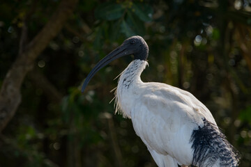 Australian White ibis ave photography and green background