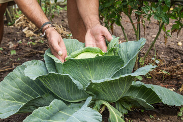 hands picking green cabbage on the farm