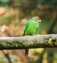 Red-crowned parrot perching on tree