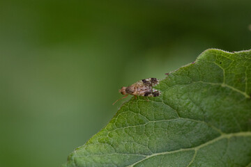 The fruit fly Tephritidae on the grass at summer