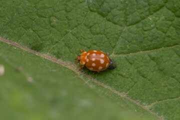 The Cream-spotted Ladybird on the grass at summer
