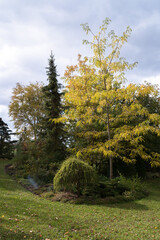Fototapeta na wymiar garden in autumn day, sunlit tree with yellow leaves