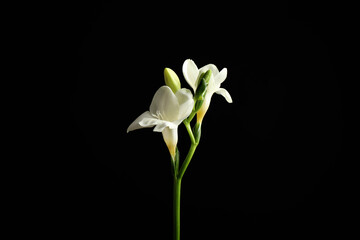 Fototapeta na wymiar Beautiful white freesia flowers on black background