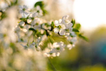 Flowers in spring. Macro photo of flowering cherry.