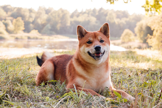 Akita inu dog on a walk in the Park . Beautiful dog. Summer walk with the dog. Dog on the grass. Dog photo concept for printed products. Cute dog.