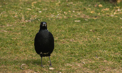 Australian bird wild photography scene and green background