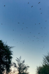 Silhouette of flock of birds against sky