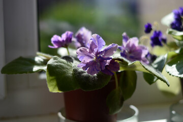 violet flowers in a flowerpot on the sunny window, play of light