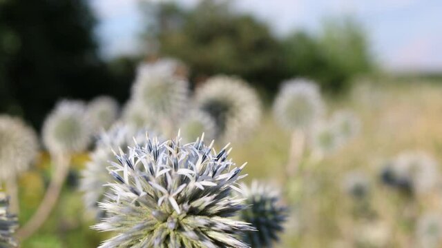 European Honey Bee Pollinates Glandular Globe-Thistle on a Meadow. Western Honey Bee on Echinops Sphaerocephalus in Czech Nature.