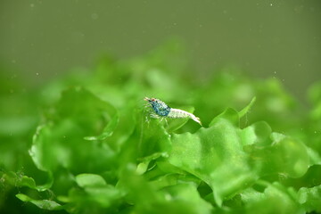 Schöne Caridina Garnelen Jungtiere im Aquarium 