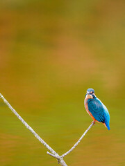 湿原のカワセミ3