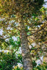 Kauri tree in forest