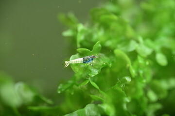 Schöne Caridina Garnelen Jungtiere im Aquarium 