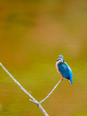 湿原のカワセミ2