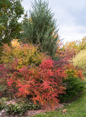 very brightly colored ornamental plants in the autumn garden during the day