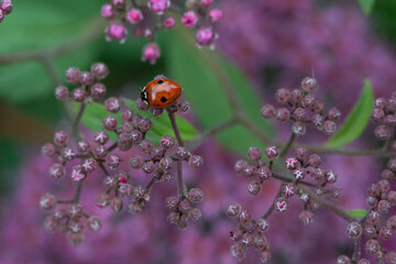 The two-spot ladybird on the flower at summer