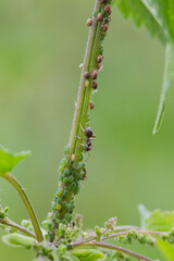 The symbiotic relationship of ants and Aphids