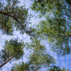 Green branches of trees above against the sky