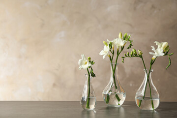 Beautiful freesia flowers in vases on grey table. Space for text