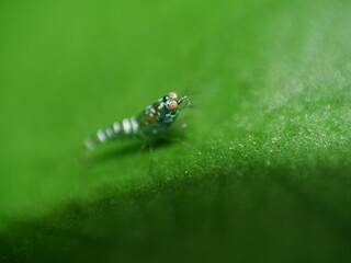 Schöne Caridina Garnelen Jungtiere im Aquarium 