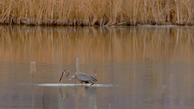 A Blue Heron is seen diving into the water to catch food.