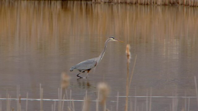 A Blue Heron is seen poking the water with its beak.