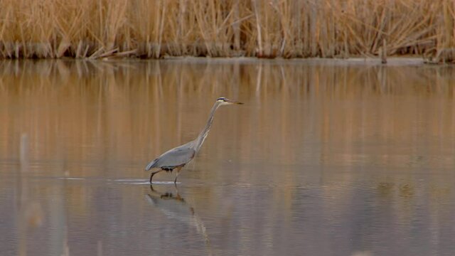 A Blue Heron is seen walking through the water in a marsh.
