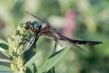 The Black-tailed skimmer dragonfly in the evening light