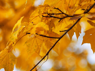 red yellow fall maple leafs illuminated by sun natural background