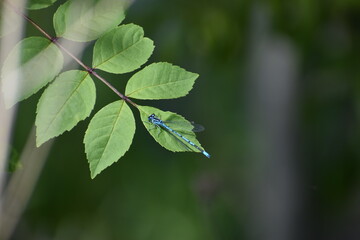 dragon fly