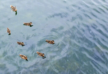 Wild duck with chicks swims in the pond. Mother Duck and her ducklings. 
Blurred background. Selective focus.