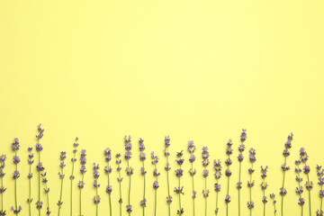 Beautiful lavender flowers on yellow background, flat lay. Space for text