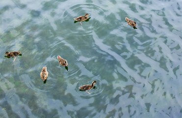 Wild duck with chicks swims in the pond. Mother Duck and her ducklings. 
Blurred background. Selective focus.