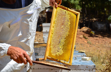 Honey harvest