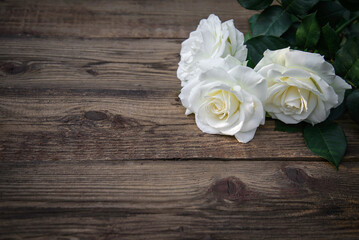 White roses on a wooden background, copy space