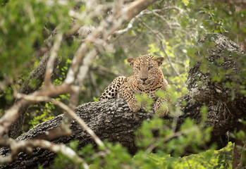 Leopard At Yala national park, Sri Lanka