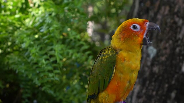 beautiful parrot colorful bird in natural
