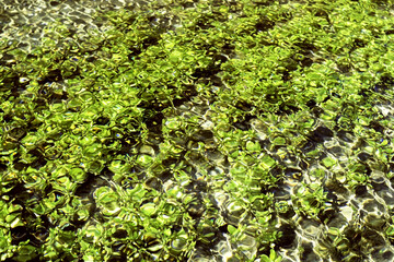 Light reflections on the water surface, smooth green background with circular patterns. Perfect background image. Algae and stones on the seabed