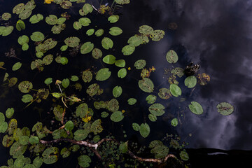 Green Lily Pads Floating On Federsee