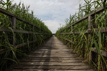 Long Empty Wooden Walkway Amidst Green Reeds