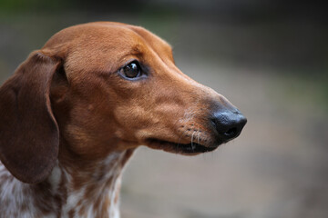 image of dachshund dog portrait 