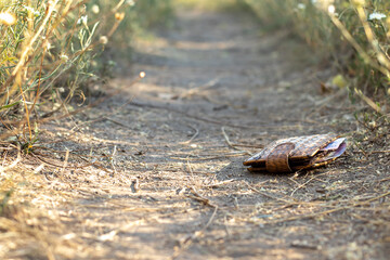 A brown men's wallet lies on a path in a park among green grass on a bright sunny day. Close-up with blurred background.