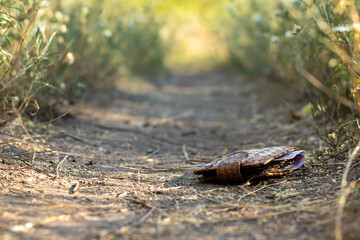 A brown men's wallet lies on a path in a park among green grass on a bright sunny day. Close-up with blurred background.
