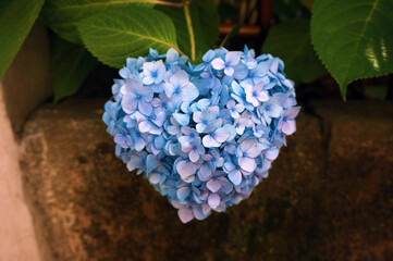 Obraz premium アジサイ